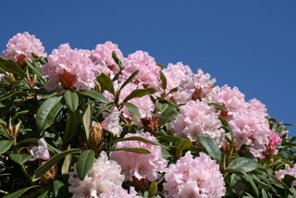 Rhododendron / Azalea