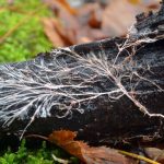 De kracht van Mycorrhiza