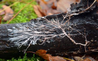 De kracht van Mycorrhiza